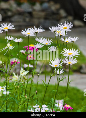 Daisy inglese o "Lawn Daisy' Bellis perennis, nel Parco Nazionale di Banff, Alberta, Canada. Foto Stock