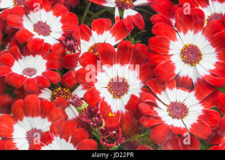 Fioraio Cineraria, (Pericallis x hybrida), ai Giardini Butchart in Victoria, British Columbia, Canada. Foto Stock