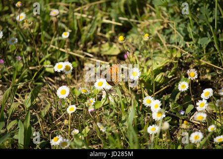 Farfalla sulla Daisy Foto Stock