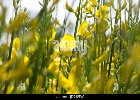 Fiori Genisteae al tramonto Foto Stock