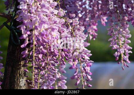 Bumblebee su Wisteria Foto Stock