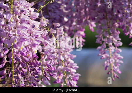 Bumblebee su Wisteria Foto Stock