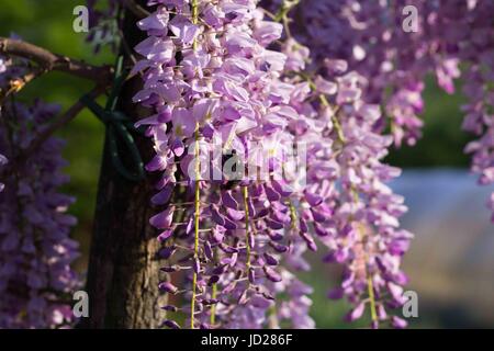 Bumblebee su Wisteria Foto Stock