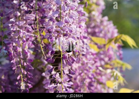 Bumblebee su Wisteria Foto Stock