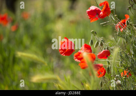 Papavero rosso fiori Foto Stock