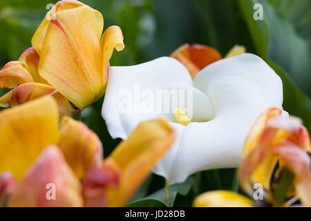 Zantedeschia e tulipani in giardino Foto Stock