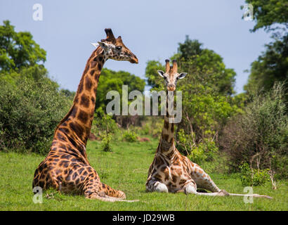 Due giraffe sono a terra. Africa. Uganda. Foto Stock