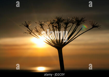 Tramonto attraverso le erbe al Parco Nazionale Gros Morne, Rocky Harbour, Terranova, Canada Foto Stock