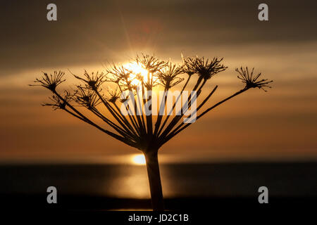 Tramonto attraverso le erbe al Parco Nazionale Gros Morne, Rocky Harbour, Terranova, Canada Foto Stock