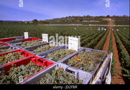 LE MONTRACHET vendemmia le uve Chardonnay raccolte dal Marchese de Laguiche pacco di 'Le Montrachet' vigneto con le etichette per i vitigni raccolti Foto Stock