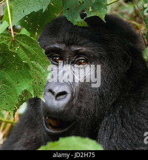 Ritratto di un gorilla di montagna. Uganda. Parco nazionale della Foresta impenetrabile di Bwindi. Foto Stock