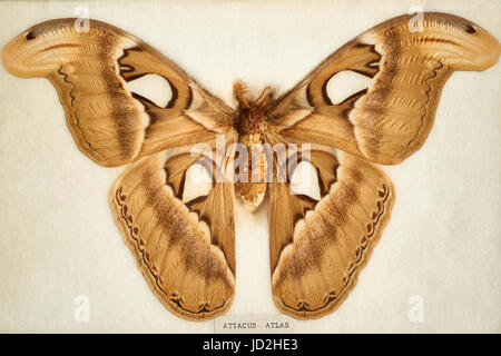 Attacus Atlas - vecchio preparato museum specimen di una delle più grandi falene nel mondo, dal sud-est asiatico Foto Stock