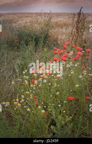 Papaveri e margherite dalla strada di campagna, sul bordo del campo in un nuvoloso mattina presto Foto Stock