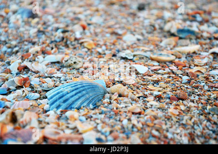 Conchiglie a Lagos (spiaggia Praia da Batata), Algarve, Portogallo durante il tramonto, ravvicinata di un guscio di colore blu Foto Stock