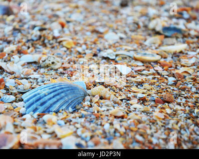 Conchiglie a Lagos (spiaggia Praia da Batata), Algarve, Portogallo durante il tramonto, ravvicinata di un guscio di colore blu Foto Stock