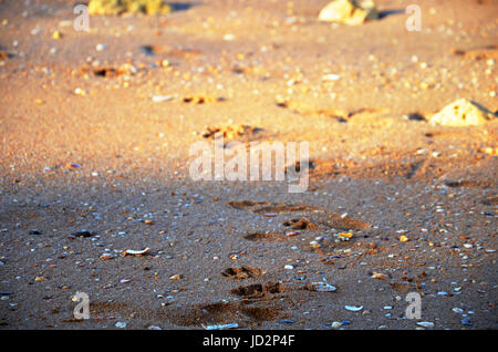 Footprint del cane a Lagos (spiaggia Praia da Batata), Algarve, Portogallo durante il tramonto Foto Stock