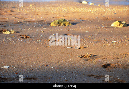 Footprint del cane a Lagos (spiaggia Praia da Batata), Algarve, Portogallo durante il tramonto Foto Stock