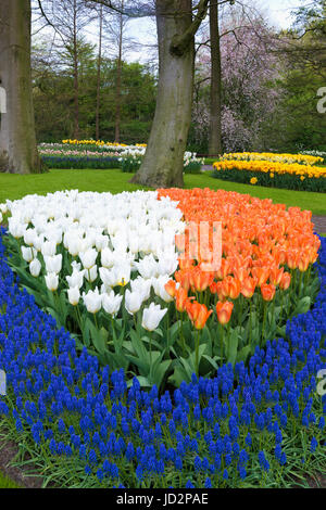 Giardino fiorito con multi-colore di tulipani e giacinti d'uva in fiore, Giardini Keukenhof presentano Lisse, South Holland, Paesi Bassi Foto Stock