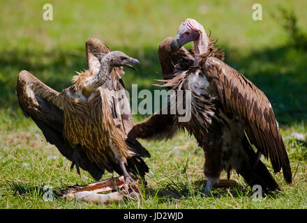 Gli uccelli predatori combattono tra loro per le prede. Kenya. Tanzania. Safari. Africa orientale. Foto Stock