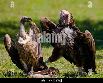 Gli uccelli predatori combattono tra loro per le prede. Kenya. Tanzania. Safari. Africa orientale. Foto Stock