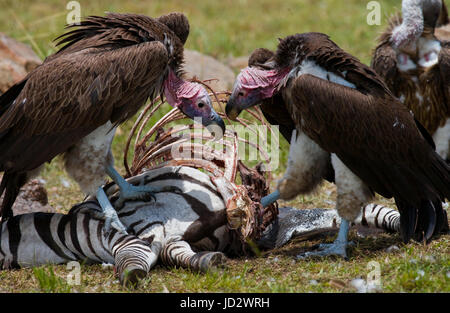 Gli uccelli predatori stanno mangiando le prede nella savana. Kenya. Tanzania. Safari. Africa orientale. Foto Stock