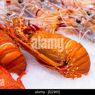 Aragosta per la vendita a Sydney Fish Market, Pyrmont, Sydney, Australia. Foto Stock