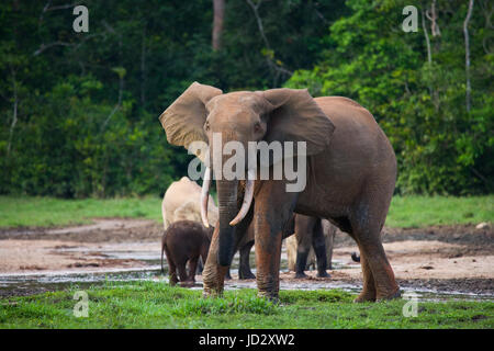 Elefante femminile con un bambino. Repubblica Centrafricana. Repubblica del Congo. Riserva speciale Dzanga-Sangha. Foto Stock