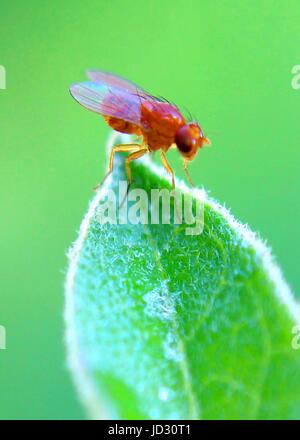 Close-up, vista macro di un insetto - comune mosca della frutta - su una foglia verde a in un giardino in Sri Lanka Foto Stock