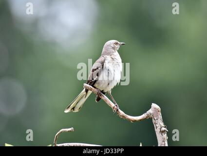 Northern mockingbird (Mimus polyglottos) appollaiato su un ramo Foto Stock