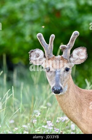 White-tailed deer buck (Odocoileus virginianus) con corna di velluto in un campo di erba Foto Stock