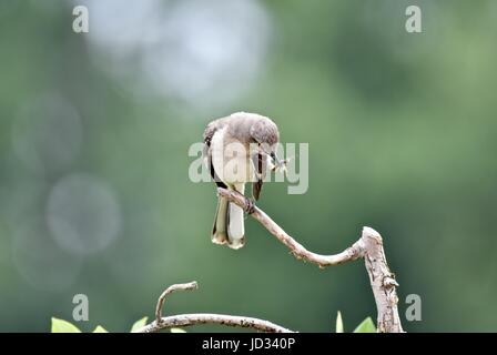 Northern mockingbird (Mimus polyglottos) appollaiato su un ramo Foto Stock