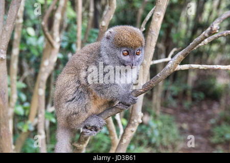 Grigio orientale lemure di bambù, Ranomafana National Park, Madagascar Foto Stock