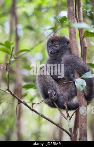 Grigio orientale lemure di bambù, Ranomafana National Park, Madagascar Foto Stock