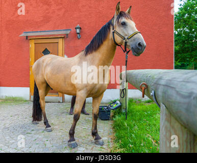 Un cavallo marrone sorge su una fattoria Foto Stock