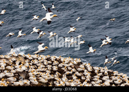 Northern sule (Morus bassanus) Cape Santa Maria della riserva ecologica, Cape Santa Maria ad Avalon Penisola, Terranova, Canada Foto Stock