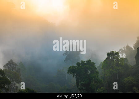 Golden sky shine anche se la nebbia sopra la montagna alta nella più grande foresta pluviale del Parco Nazionale in Thailandia Foto Stock