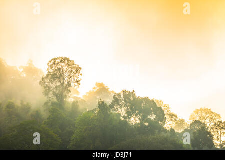 Golden sky shine anche se la nebbia sopra la montagna alta nella più grande foresta pluviale del Parco Nazionale in Thailandia Foto Stock