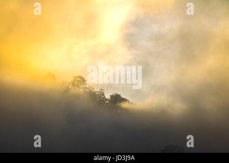 Golden sky shine anche se la nebbia sopra la montagna alta nella più grande foresta pluviale del Parco Nazionale in Thailandia Foto Stock