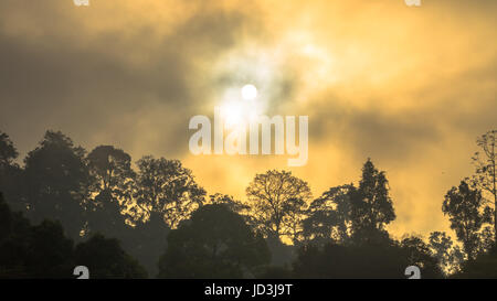 Golden sky shine anche se la nebbia sopra la montagna alta nella più grande foresta pluviale del Parco Nazionale in Thailandia Foto Stock