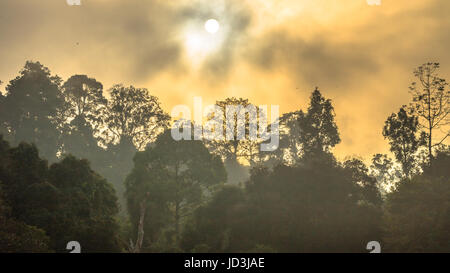 Golden sky shine anche se la nebbia sopra la montagna alta nella più grande foresta pluviale del Parco Nazionale in Thailandia Foto Stock