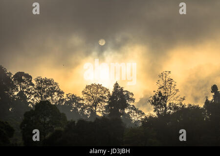 Golden sky shine anche se la nebbia sopra la montagna alta nella più grande foresta pluviale del Parco Nazionale in Thailandia Foto Stock