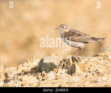 Un prato pipit (Anthus pratensis) arroccato sulla cima del promontorio roccioso, Pembrokeshire Foto Stock