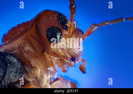 La testa del soldato beetle (Cantharis fusca) extreme fotografia macro Foto Stock