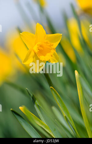 Daffodil in fiore Foto Stock