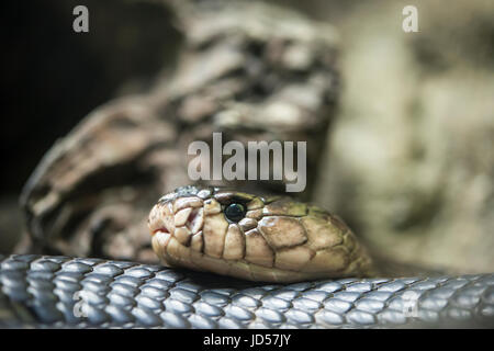 Serpente cobra Foto Stock