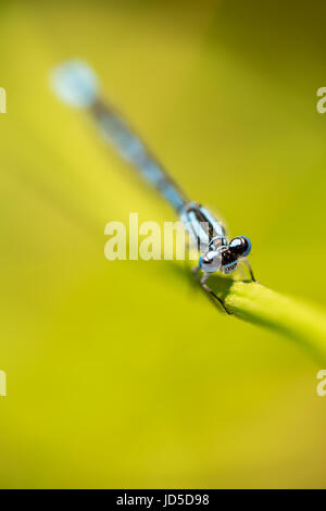 Comune Damselfly blu, Enallagma cyathigerum, appoggiato al lago. Estrema anteriore macro ritratto, raccolto verticale Foto Stock