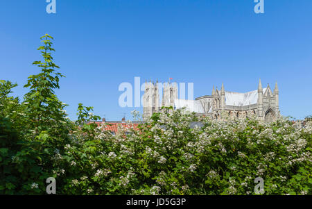 Beverley Minster affiancata da siepe in fiore in una bella mattina d'estate con un luminoso cielo blu a Beverley, nello Yorkshire, Regno Unito. Foto Stock