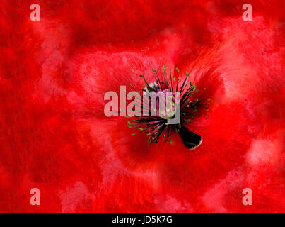 Floral arte macro ritratto della parte interna di un fiore rosso singolo isolato Islanda Poppy blossom nel floreale pittura surreale ancora lo stile di vita Foto Stock