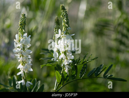 Caprino rue (Galega officinalis) piante in fiore. Fiori bianchi su impianto nella famiglia di pisello (Fabaceae) crescente sul parco NEL REGNO UNITO Foto Stock