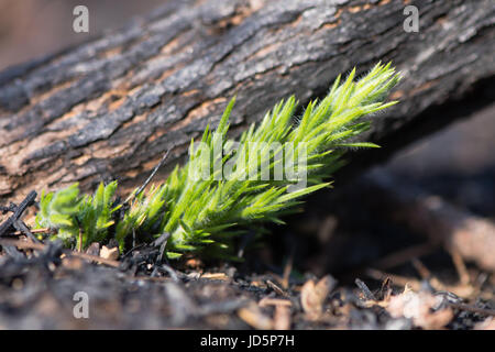 Gorse (Ulex Europaeus) germogli di ricrescita dopo la masterizzazione. La nuova crescita alla base della pianta dopo la zona di brughiera bruciati per evitare la successione vegetativa Foto Stock